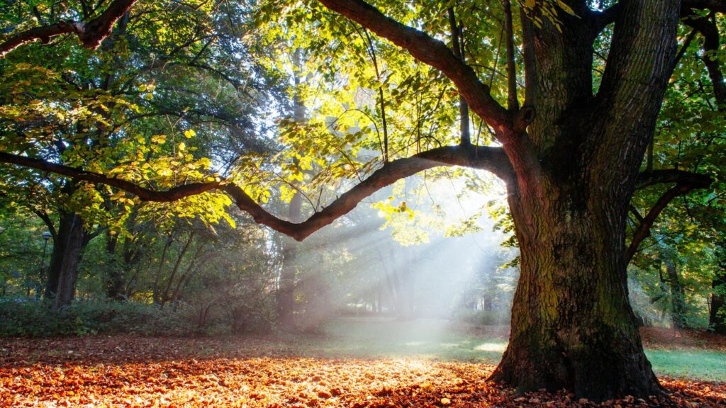 Bosvolleven - Bosbaden regio Den Bosch