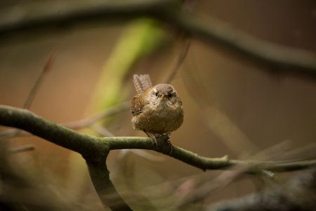 Bosvolleven - Vogelgeluiden en Tinnitus