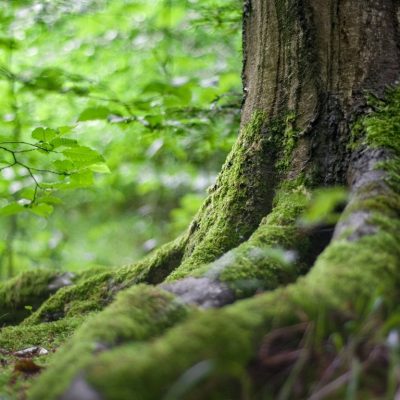 Bosvolleven-boomstam