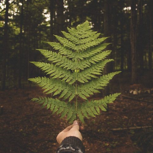 Bosvolleven - Bosbaden regio Den Bosch